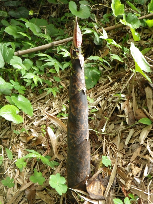 f:id:sattisatisatti:20120616040808j:image:w360
