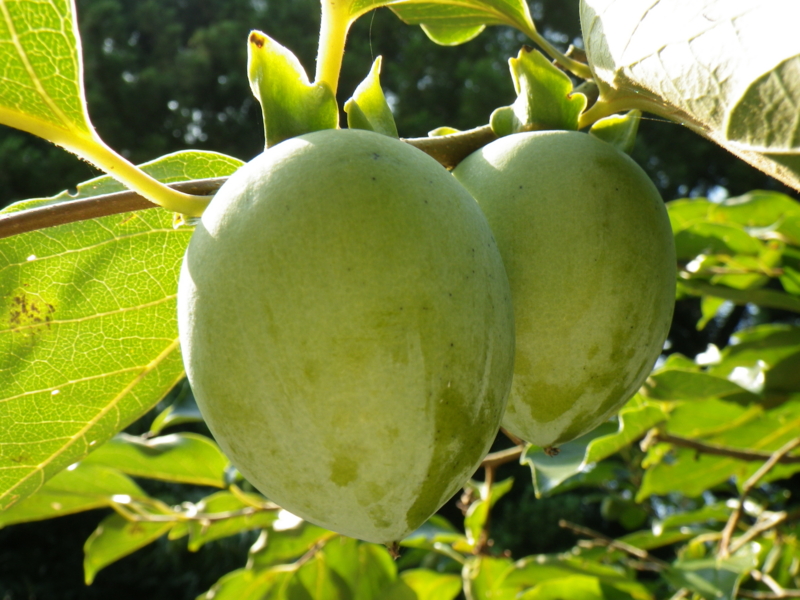 f:id:sattisatisatti:20120901070930j:image:w360