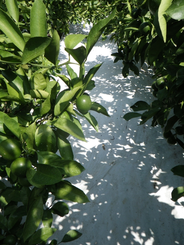 f:id:sattisatisatti:20120902064443j:image:w360