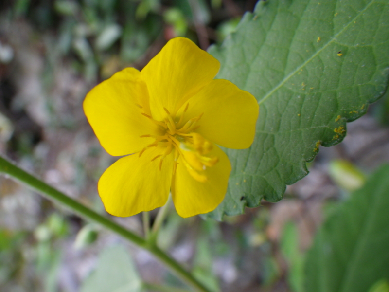 f:id:sattisatisatti:20120902064444j:image:w640