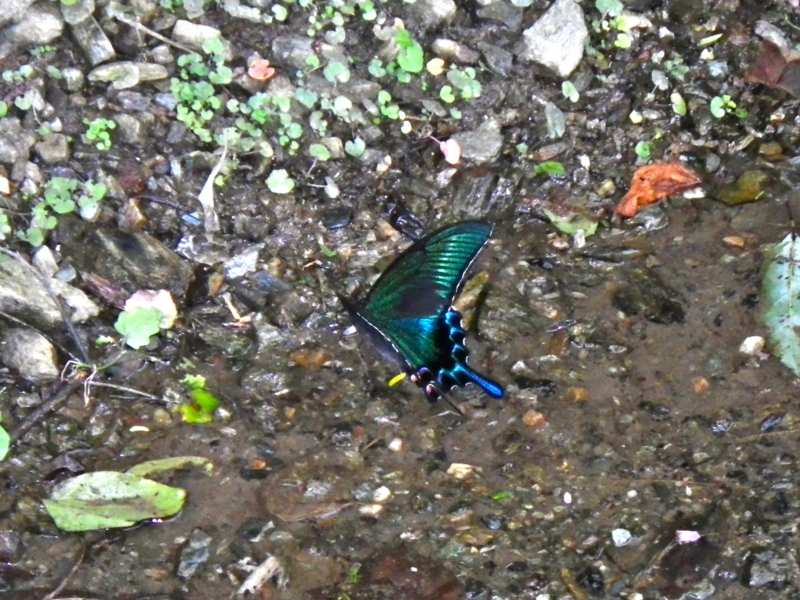f:id:sattisatisatti:20120907215323j:image:w640 f:id:sattisatisatti:20120907215323j:image:w640
