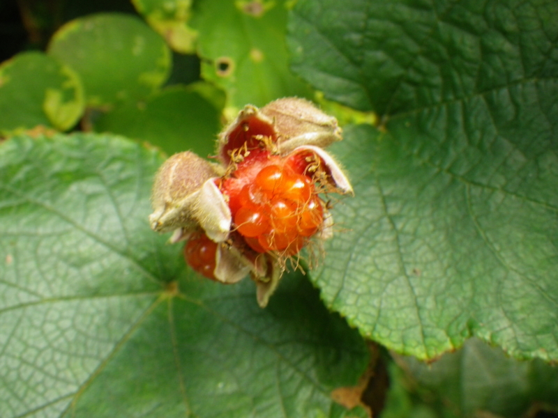 f:id:sattisatisatti:20120918011533j:image:w640