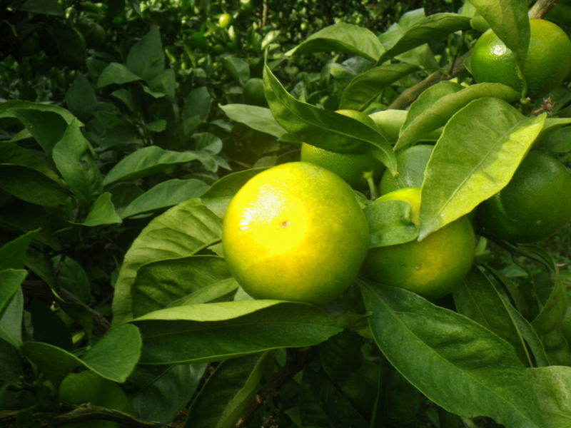 f:id:sattisatisatti:20120918011536j:image:w640