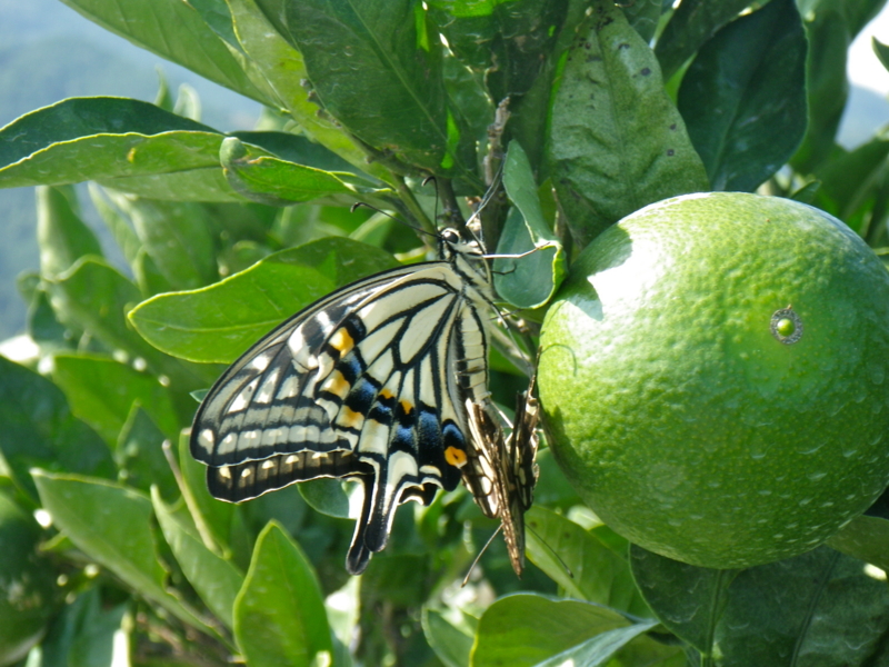 f:id:sattisatisatti:20120920040849j:image:w640 f:id:sattisatisatti:20120920040849j:image:w640