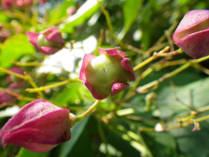 f:id:sattisatisatti:20120920040855j:image:w640 f:id:sattisatisatti:20120920040855j:image:w640