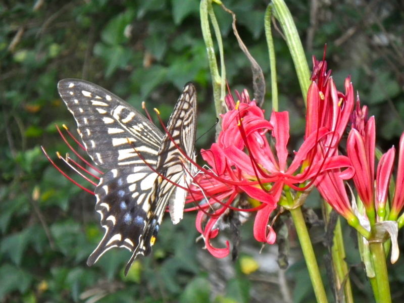 f:id:sattisatisatti:20120920041353j:image:w640 f:id:sattisatisatti:20120920041353j:image:w640