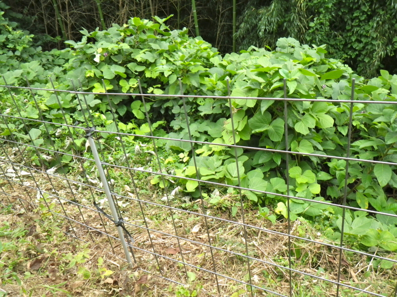f:id:sattisatisatti:20120923055220j:image:w360