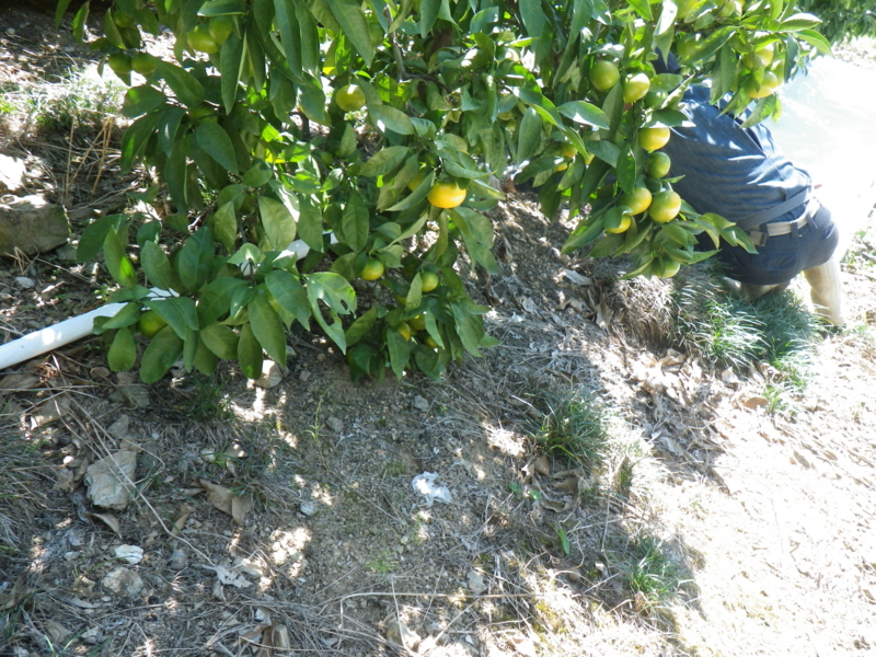 f:id:sattisatisatti:20120928062852j:image:w360