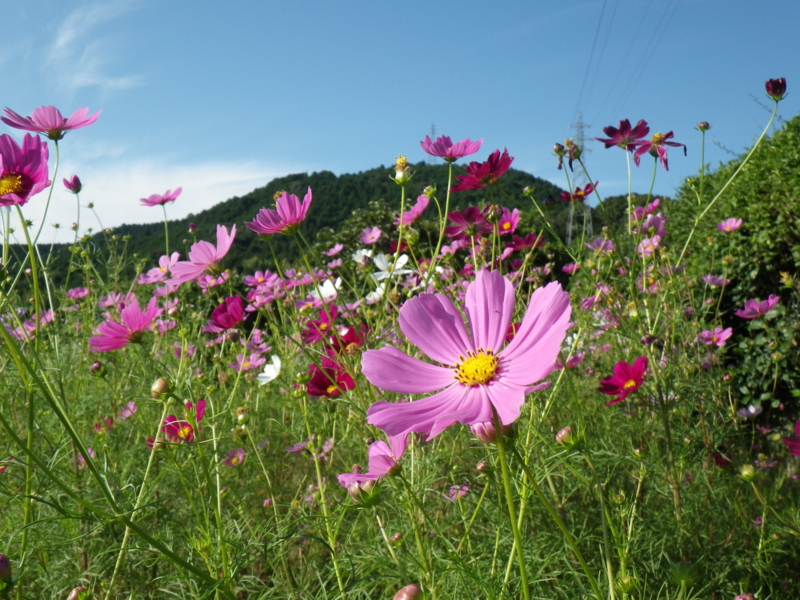 f:id:sattisatisatti:20120928062856j:image:w640