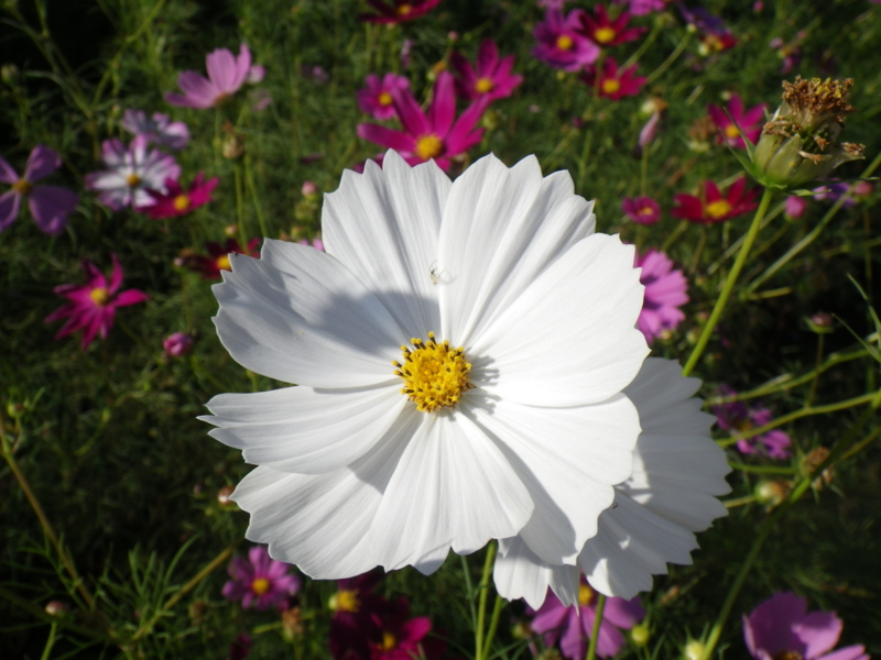 f:id:sattisatisatti:20120928062859j:image:w640