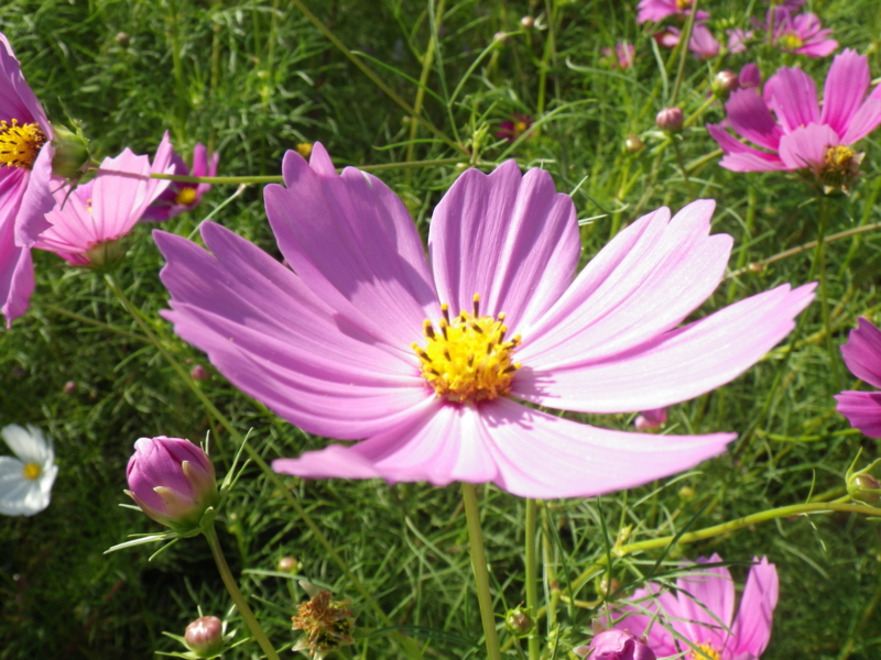 f:id:sattisatisatti:20120928063627j:image:w640