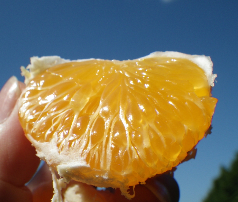 f:id:sattisatisatti:20120929131811j:image:w360