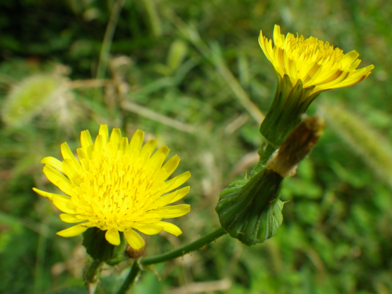 f:id:sattisatisatti:20121006200055j:image:w640