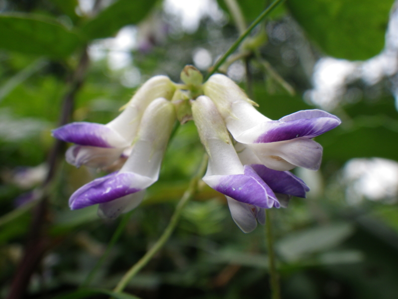 f:id:sattisatisatti:20121006200348j:image:w640