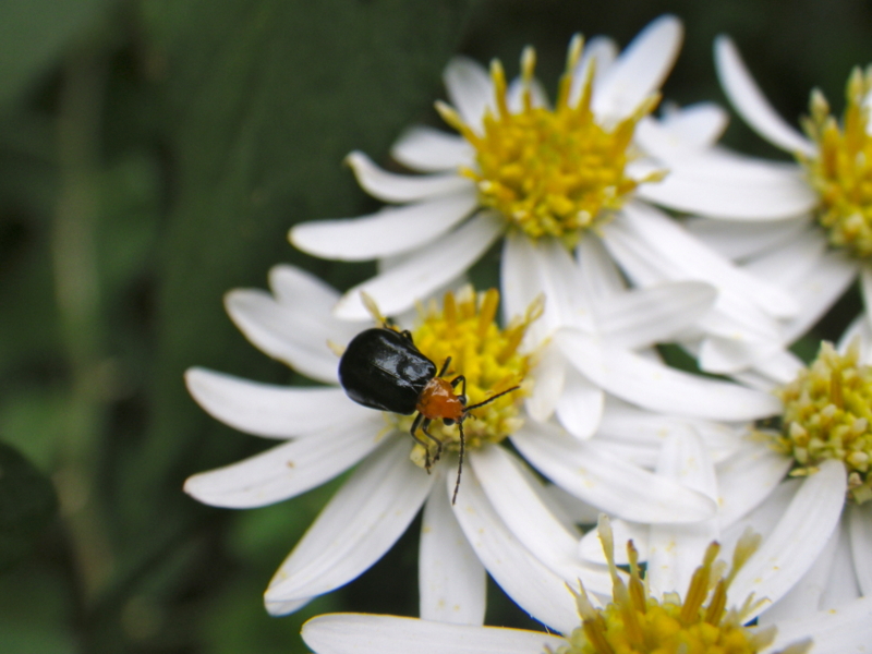 f:id:sattisatisatti:20121006200357j:image:w640