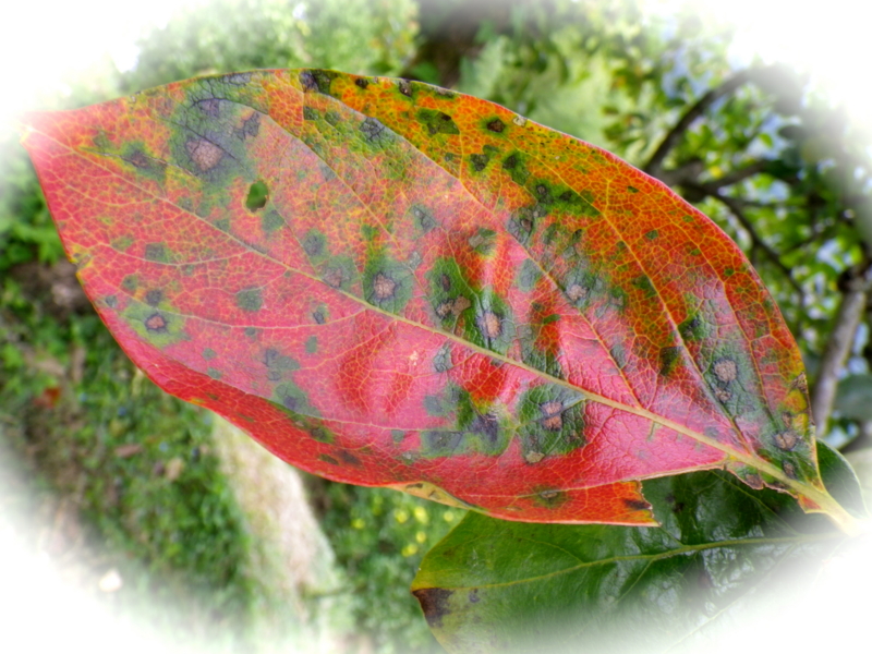 f:id:sattisatisatti:20121006200358j:image:w360