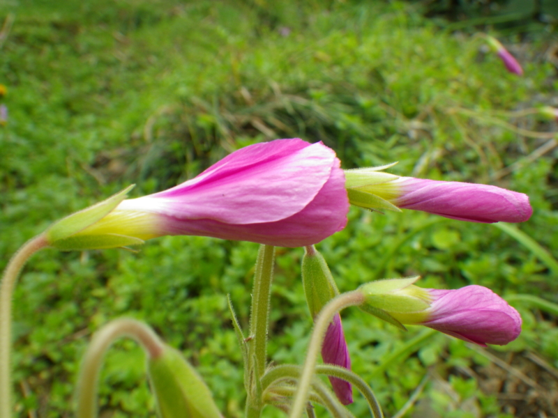 f:id:sattisatisatti:20121108170555j:image:w640
