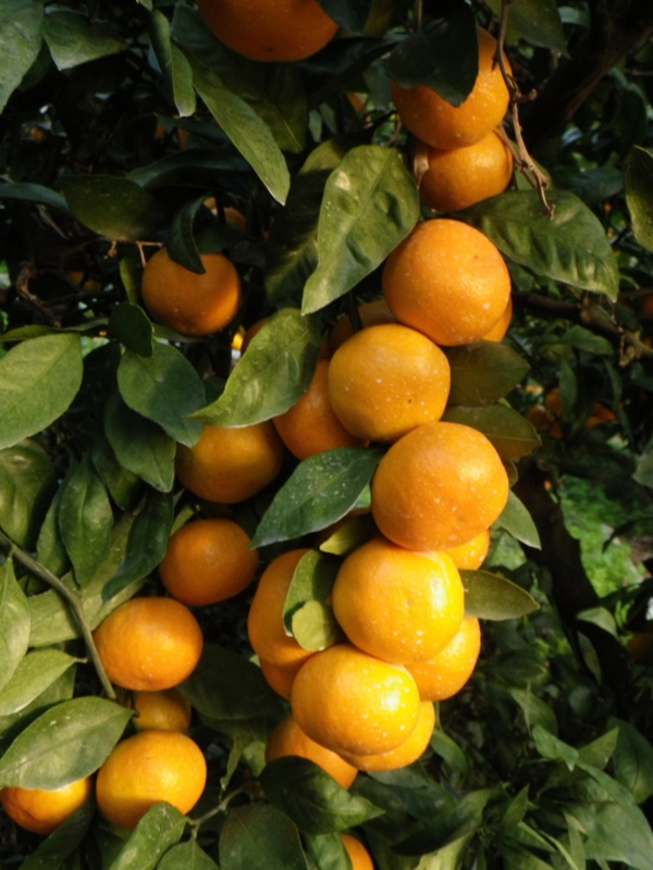 f:id:sattisatisatti:20121108170923j:image:w360