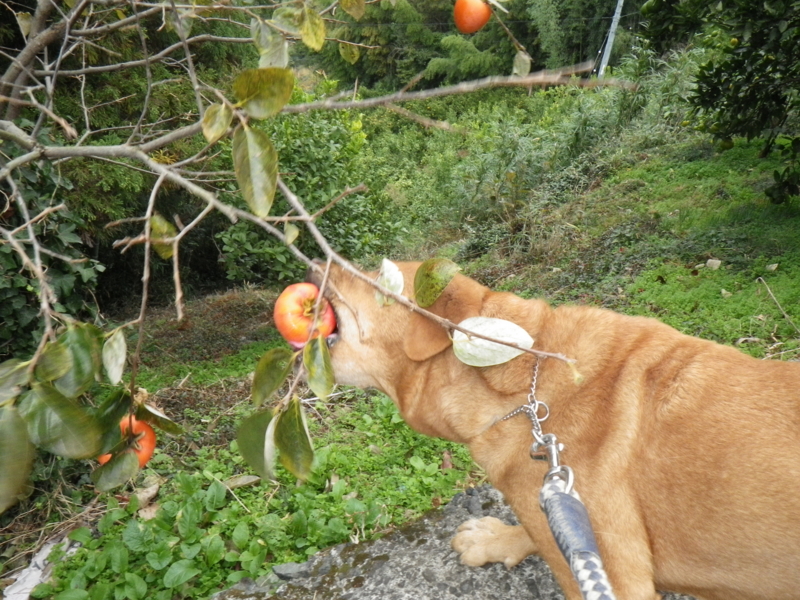 f:id:sattisatisatti:20121111194216j:image:w360