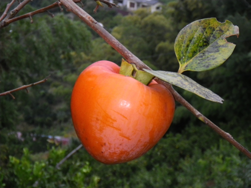 f:id:sattisatisatti:20121111194217j:image:w360
