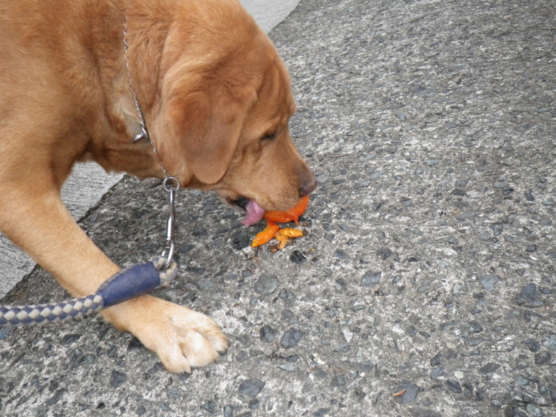 f:id:sattisatisatti:20121111194218j:image:w360