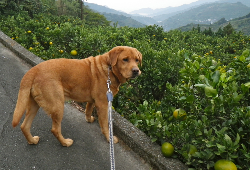 f:id:sattisatisatti:20121111194221j:image:w360