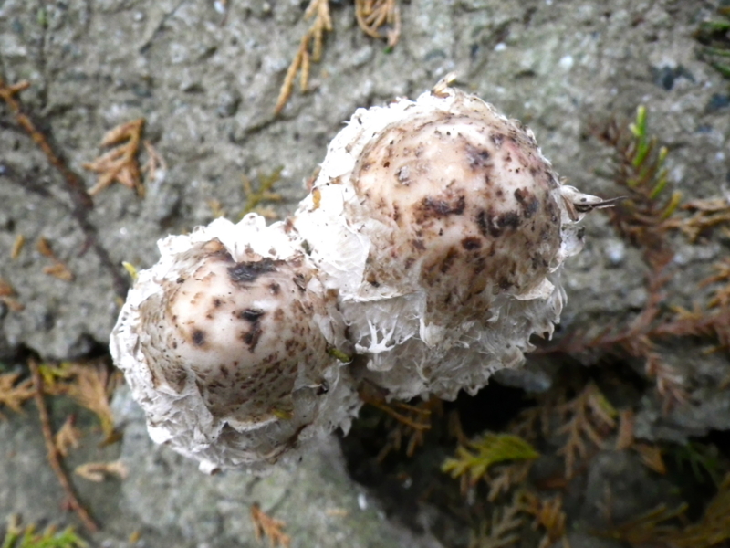 f:id:sattisatisatti:20121113002412j:image:w640 f:id:sattisatisatti:20121113002412j:image:w640