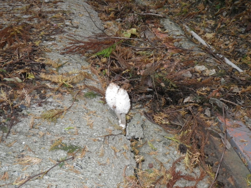 f:id:sattisatisatti:20121113002416j:image:w360 f:id:sattisatisatti:20121113002416j:image:w360