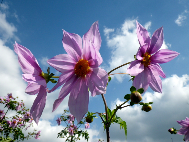 f:id:sattisatisatti:20121113002417j:image:w640 f:id:sattisatisatti:20121113002417j:image:w640