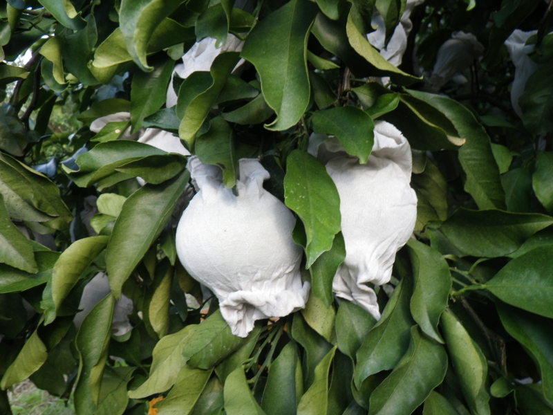 f:id:sattisatisatti:20121113002424j:image:w360 f:id:sattisatisatti:20121113002424j:image:w360