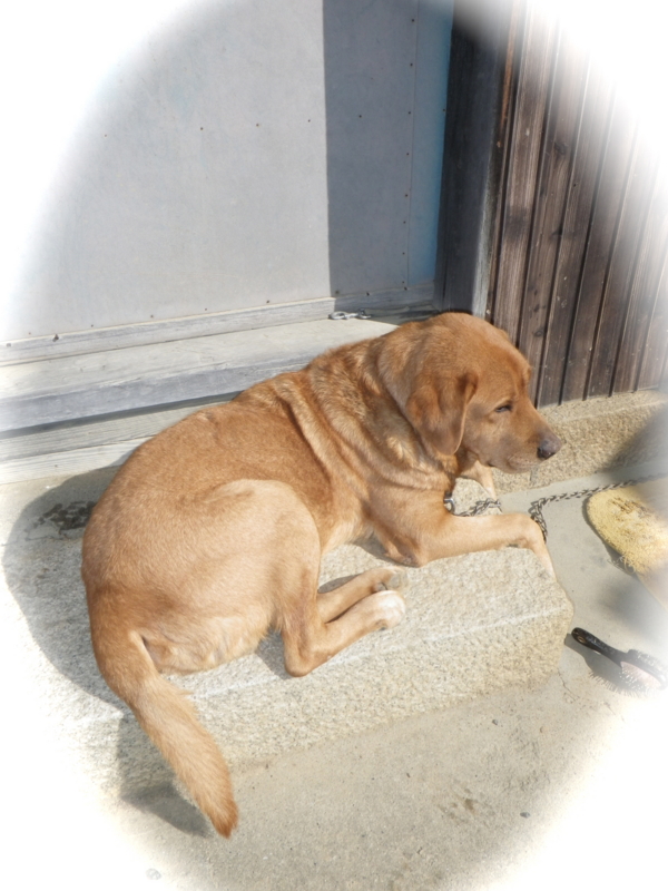 f:id:sattisatisatti:20121115211430j:image:w360 f:id:sattisatisatti:20121115211430j:image:w360