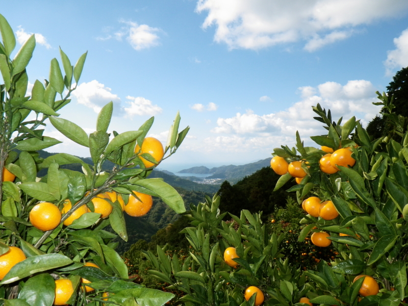 f:id:sattisatisatti:20121115211432j:image:w640 f:id:sattisatisatti:20121115211432j:image:w640
