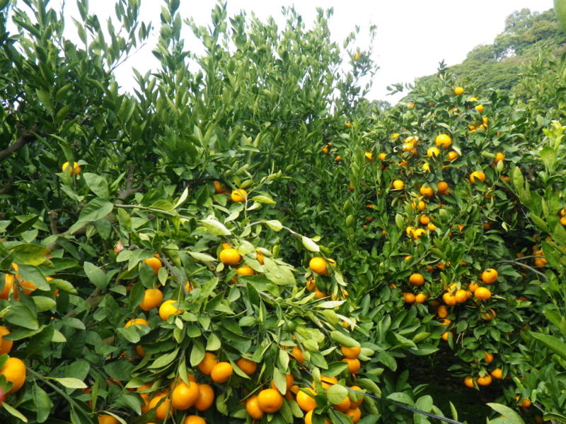 f:id:sattisatisatti:20121121192528j:image:w640 f:id:sattisatisatti:20121121192528j:image:w640
