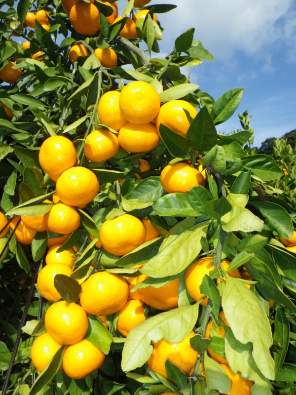 f:id:sattisatisatti:20121121192530j:image:w360 f:id:sattisatisatti:20121121192530j:image:w360