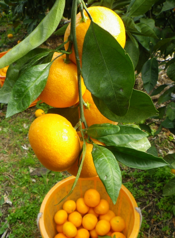 f:id:sattisatisatti:20121130071254j:image:w360