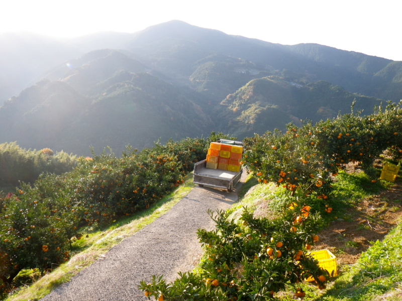 f:id:sattisatisatti:20121130071256j:image:w360