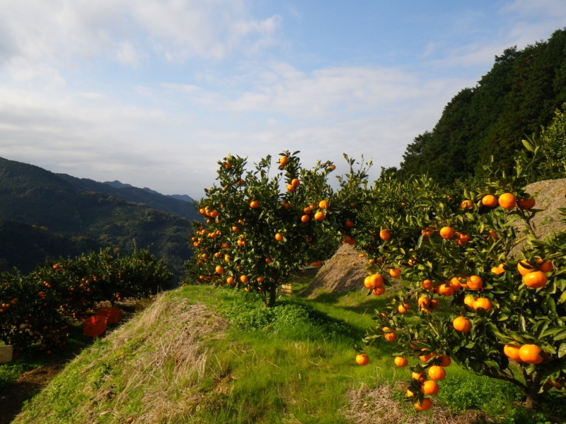 f:id:sattisatisatti:20121130071257j:image:w360