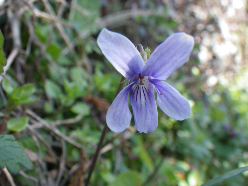 f:id:sattisatisatti:20121203221132j:image:w640