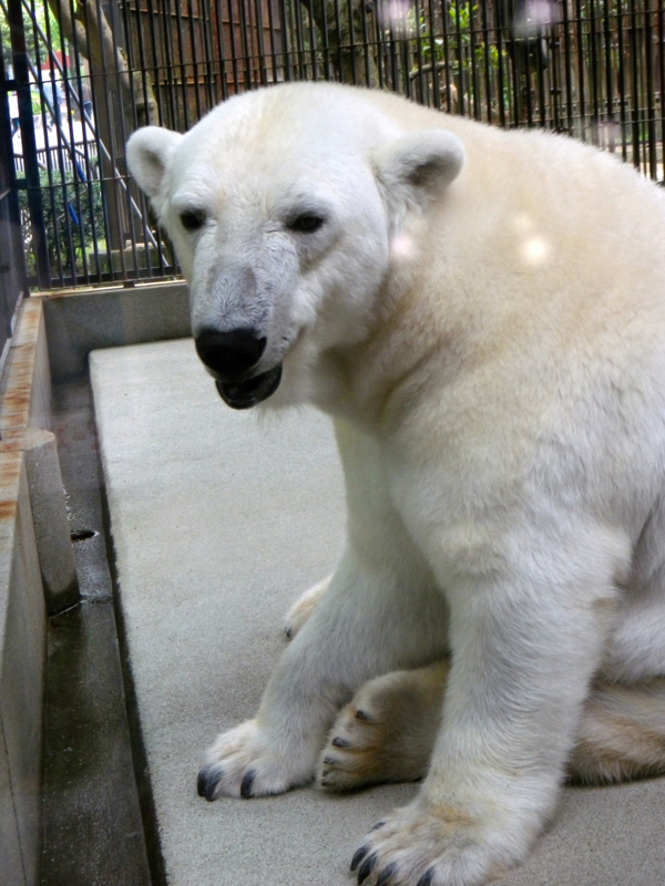 f:id:sattisatisatti:20121203221138j:image:w640