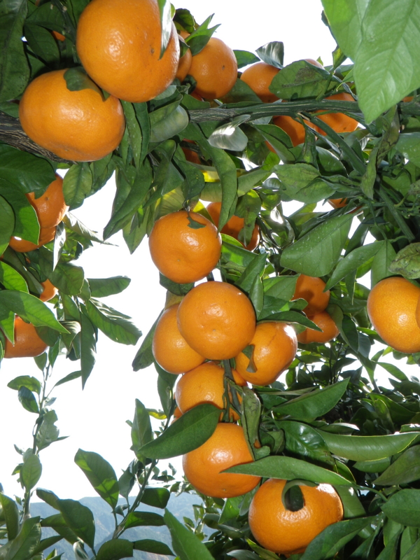f:id:sattisatisatti:20121207234707j:image:w360 f:id:sattisatisatti:20121207234707j:image:w360