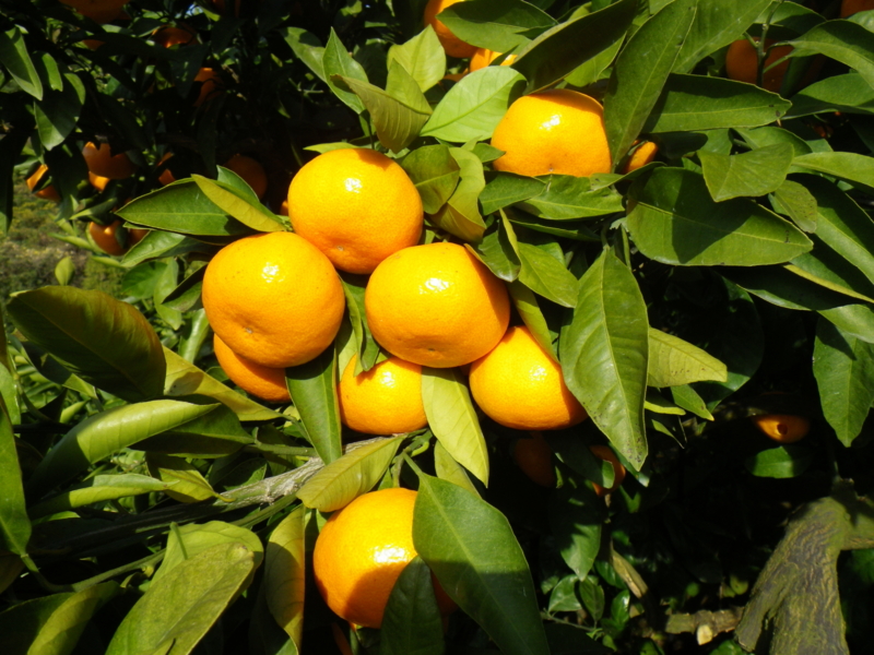 f:id:sattisatisatti:20121216232344j:image:w640