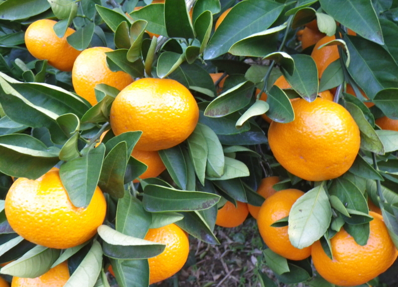 f:id:sattisatisatti:20121223222454j:image:w640
