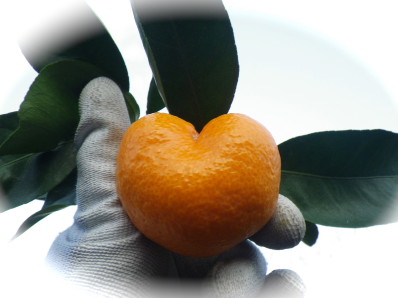 f:id:sattisatisatti:20121223222455j:image:w640