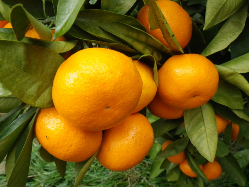 f:id:sattisatisatti:20121226214352j:image:w360