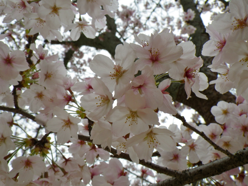 f:id:sattisatisatti:20130331234513j:image:w360 f:id:sattisatisatti:20130331234513j:image:w360