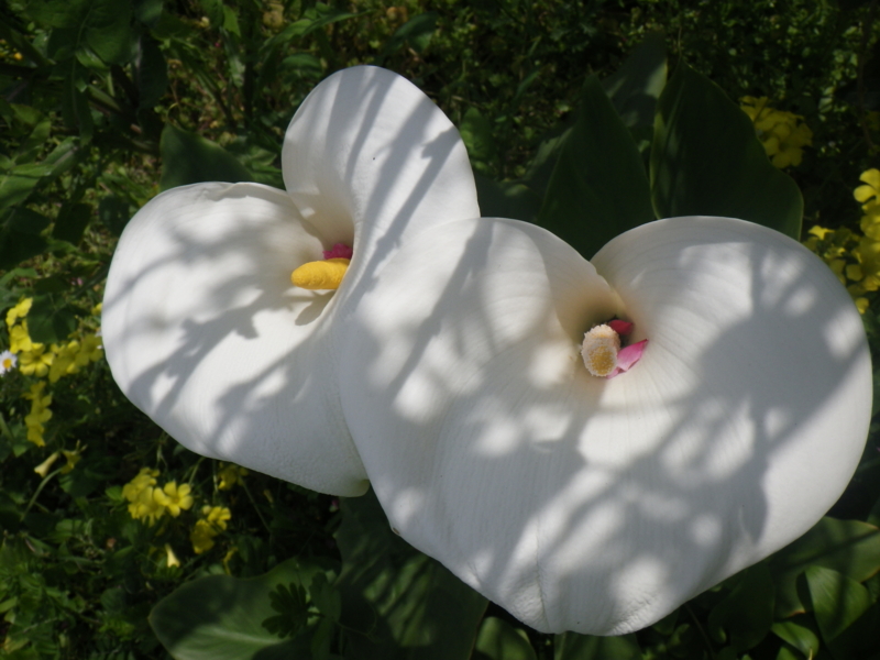 f:id:sattisatisatti:20130402065450j:image:w640