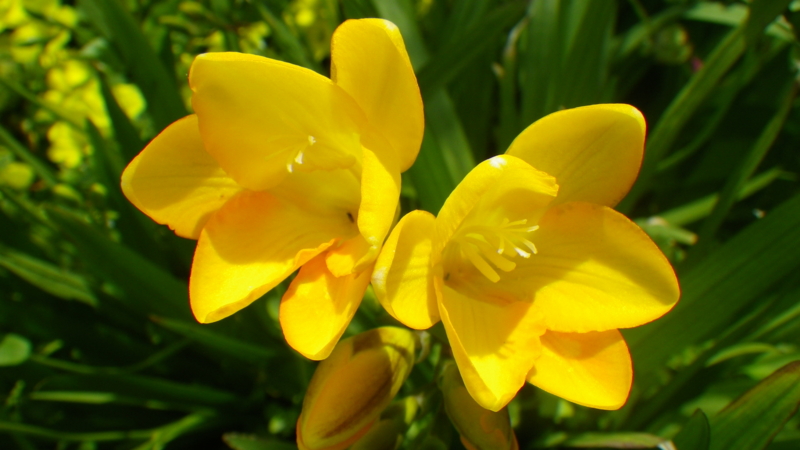 f:id:sattisatisatti:20130402065455j:image:w640