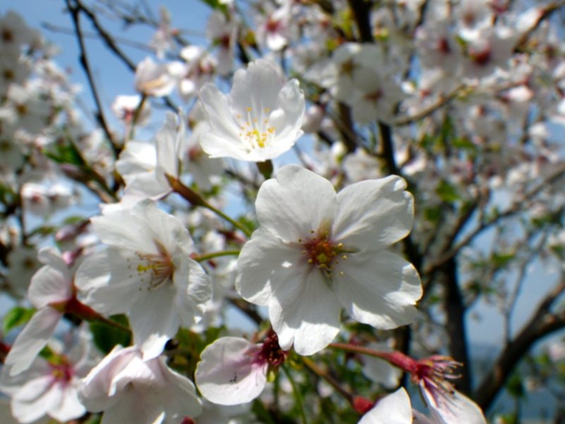 f:id:sattisatisatti:20130402065459j:image:w640