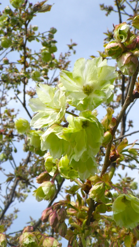 f:id:sattisatisatti:20130402065501j:image:w400