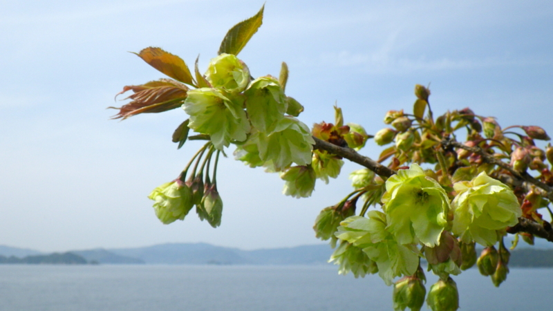 f:id:sattisatisatti:20130402065502j:image:w640